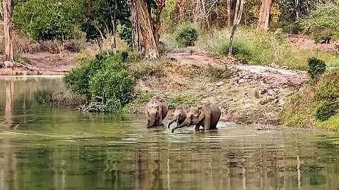 A family of elephants in Nagarhole