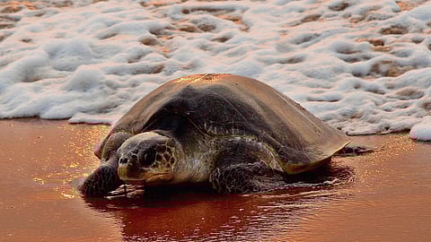 Olive Ridley image used for representation