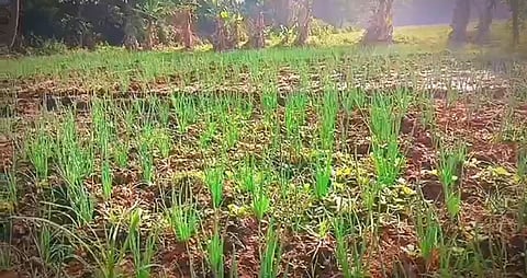 A Cabinet Sub-Committee was constituted with six ministers to monitor the agricultural yields, remunerative prices and the prices of essential commodities. 