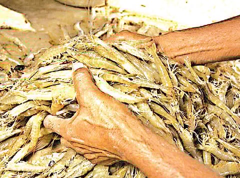 Bapatla is one of the leading districts in Andhra Pradesh for shrimp farming, with nearly 22,000 acres under cultivation and over 6,700 farmers depending on the sector.