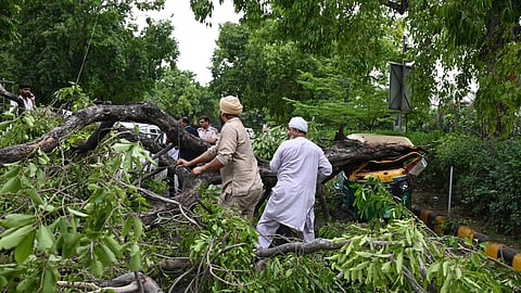 Uprooted trees being removed from a road following strong winds, near Gurdwara Bangla Sahib, in New Delhi, Saturday, May 17, 2025.