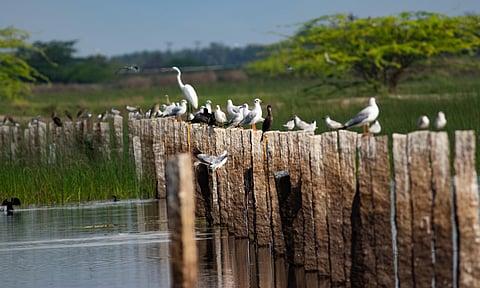 TAMIN has proposed a new silica sand mine within the ESZ of the Kazhuveli Wetland Bird Sanctuary in Villupuram.