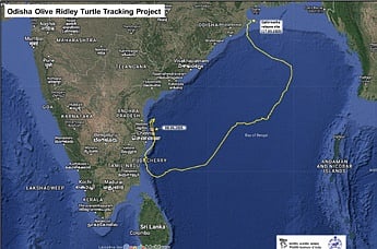 Satellite-tagged Olive Ridley reaches Andhra coast after 1,000 km journey