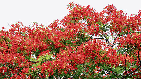 Gulmohar tales: The royal splendour of Kerala capital painted red