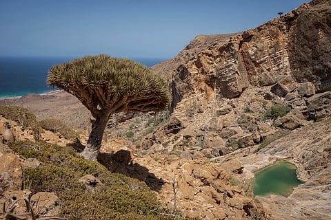A dragon blood's tree overlooks a natural infinity pool within the Homhil Protected Area on the Yemeni island of Socotra on Sept. 21, 2024.