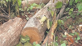 The Punjab Government had introduced the Act to preserve green cover, ensure ecological balance, and regulate the felling and replanting of trees.