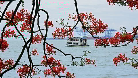 Gulmohar diaries: Notes on Kochi's 'flames of passion' 
