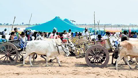 Pilgrims travelling on bullock carts from the bus station to Saraswati Pushkaralu at Kaleshwaram.