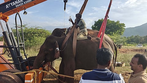 On Monday, the animal allowed veterinarians to administer anti-inflammatory drugs and painkillers through IV