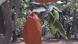 Famous for their taste, size and variety, mangoes from the Lucknow belt are likely to be fewer this year.