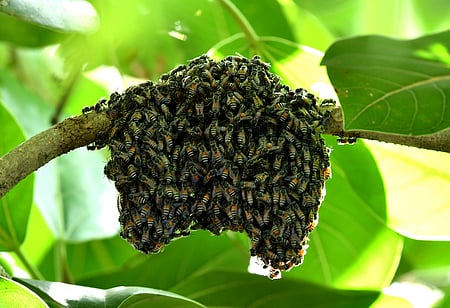 A couple of incidents of bee attacks have come to the fore in UP