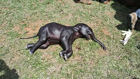 A post-mortem carried out on the mother elephant on Wednesday morning revealed that the animal was pregnant.