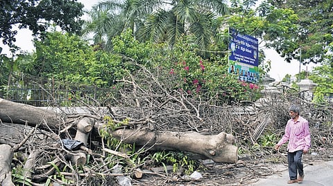 A tree which fell in the recent rain blocks the pavement on St John’s Church Road, making it hazardous for pedestrian movement 