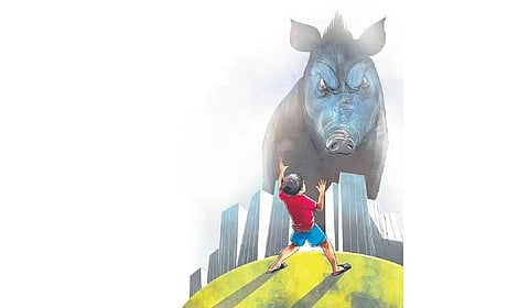 It is learned that owing to the wild boar issue, many people have given up farming. And, in turn, the vacant plots have turned into a haven for the animals.