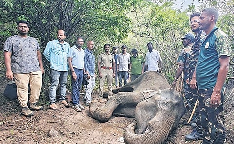 Anti-Poaching Watchers found the animal in a weak condition on Thursday afternoon 