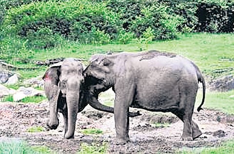 The census is being conducted in three phases.