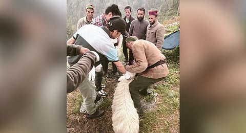Despite the efforts of the veterinary teams, villagers say there has been little improvement, despite these intensified efforts.