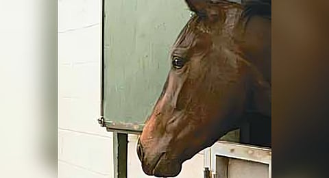 Man booked for making horse walk on embers at temple in Tamil Nadu