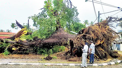 Marking the end of a legacy, a 200-year-old giant tree in Fort Kochi was uprooted on Sunday following heavy rain and wind 