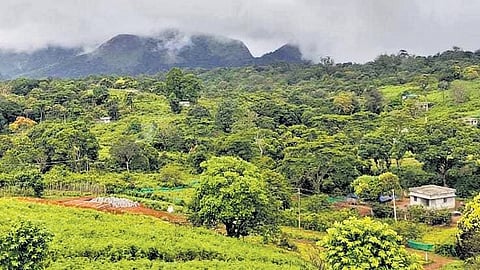 Kerala: Even six years after getting titles, tribals of Nelliyampathy denied right to pay land tax