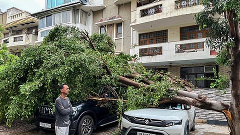 Cars crushed under an uprooted tree following strong winds and rain.