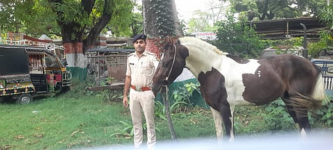 The smuggler got away but left the horse behind (Photo | Special arrangement)