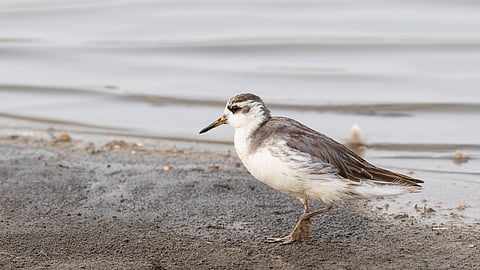 A red phalarope spotted at a lake near Dharwad.