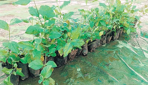 Chethikoduveli plants at Maju’s farm at Mayyil in Kannur