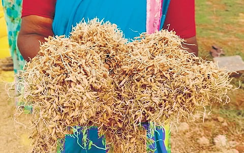 All procurement centres in Telangana to have automatic paddy dryers, cleaners