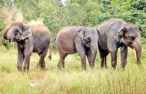 File photo of Kapilash wildlife sanctuary 