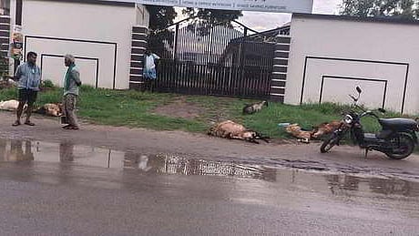 Eight sheep with an escort dog were killed in Coimbatore on Friday early morning after a speeding car collided with a herd of sheep that passed on Thanneerpandhal - Vilankurichi Road in the city.