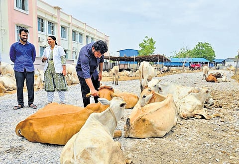 A team of veterinarians inspect cattle at the Tippapur cattle shed in Vemulawada, Rajanna Sircilla district on Friday