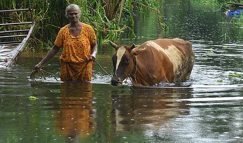 A woman shifts her domestic animal after her house got inundated at Aymanam in Kottayam on Friday.
