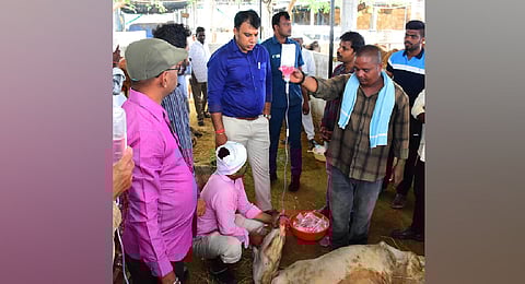 Collector Sandeep Kumar Jha inspects treatment being given to a calf at a cattle shed in Vemulawada, Rajanna-Sircilla district on Saturday.