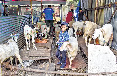 Sheep prices soar ahead of Bakrid