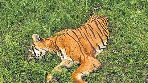 A male tiger, aged about 10 years, was found dead at Segur forest range in Mudumalai Tiger Reserve (MTR) on Sunday morning