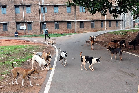 Representative image of stray dogs