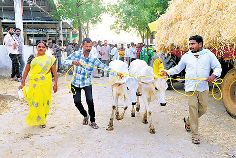 Farmers take away two bull calves from the Vemulawada temple cattle shed in Rajanna-Sircilla district on Sunday.