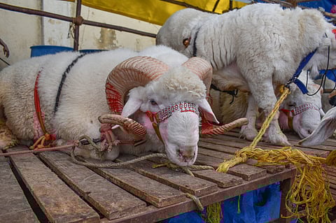 Sources said the preliminary probe suggested that the animals might have suffered food poisoning after consuming leftover food dumped in an open area near the Rashtra Prerna Sthal. (Representative image)