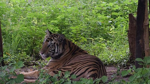 NTCA seeks reply from Forest department on tourism projects in Satkosia TR