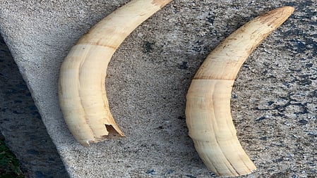 Involvement of two temporary forest staff in tusk poaching case in TN raises eyebrows