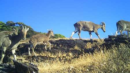 he Nilgiri Tahr sighted in the Parambikulam Tiger Reserve. [Kerala, Palakkad, Nilgiri Tahr, Parambikulam Tiger Reserve]