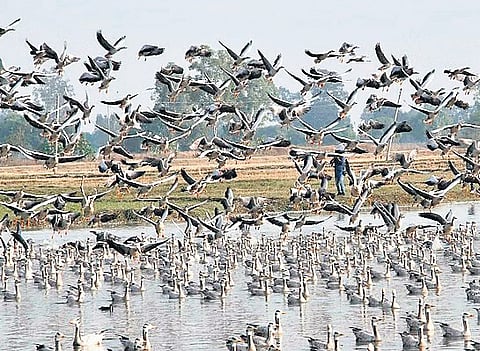 Rajasthan makes mark on bird conservation as 2 wetlands get international laurel