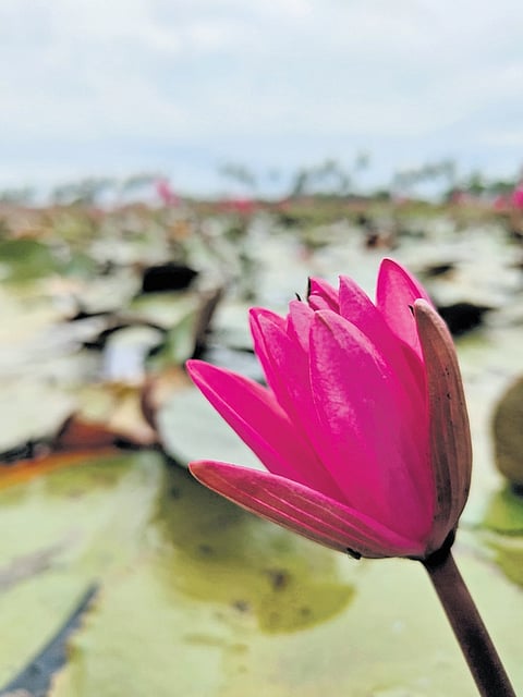 The seasonal blooming of water lilies across nearly 3,000 acres of paddy fields has completely transformed the lives of residents