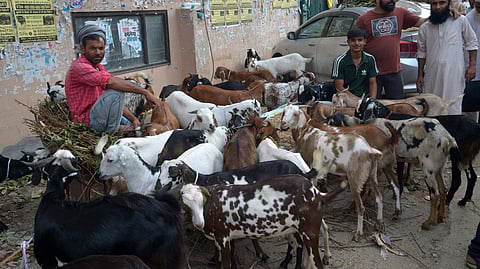 Goats are kept for display for coming Eid at Shaheen Bagh Market.