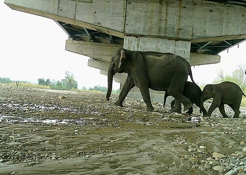Wildlife Institute of India (WII), camera traps placed around the underpass have captured herds of elephants moving safely through the corridor