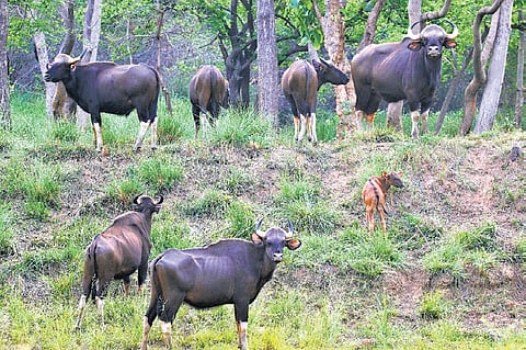 A herd of Indian Bison in Debrigarh wildlife sanctuary 
