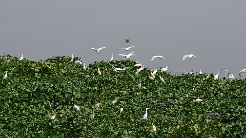 Okhla Birds  sanctuary. 