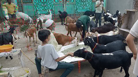 Goats are kept for display for coming Eid at Shaheen Bagh Market.