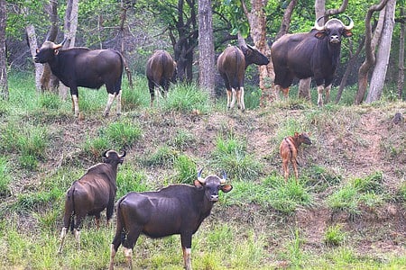 A herd of Indian Bison in Debrigarh Wildlife Sanctuary
